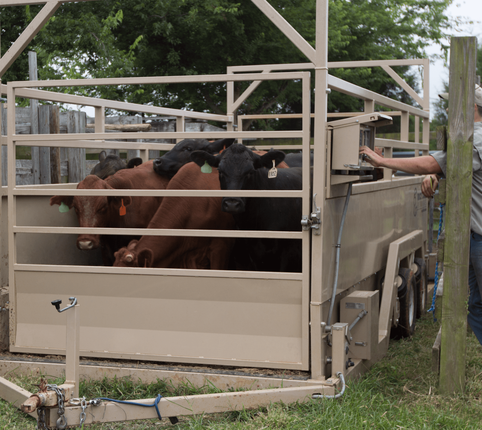 Animal weighing scale used in veterinary and livestock care for accurate weight measurement